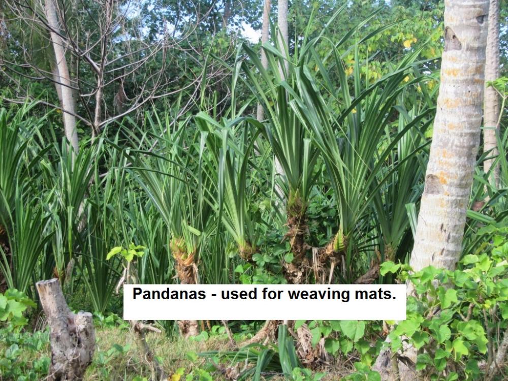 Pandana leaves used for making mats.